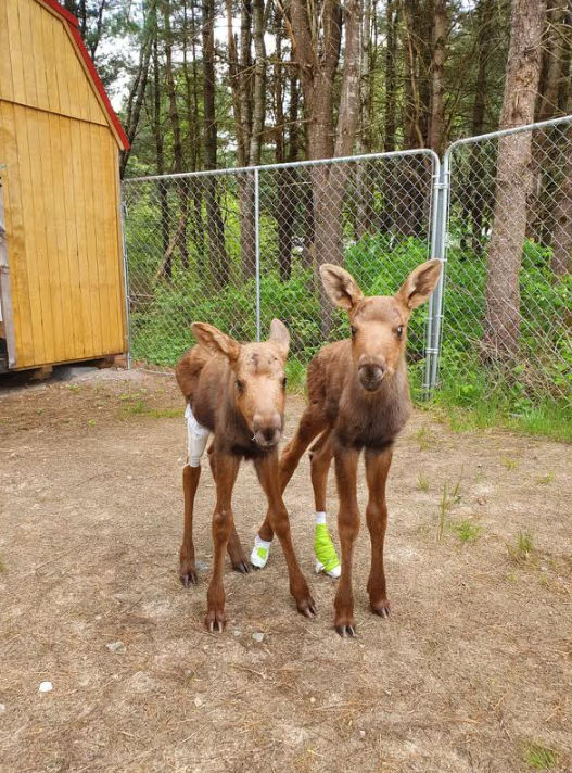 Aspen Valley Wildlife Sanctuary Asks Drivers to Slow Down