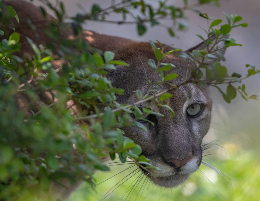 Florida Panther, Wildlife Rehab