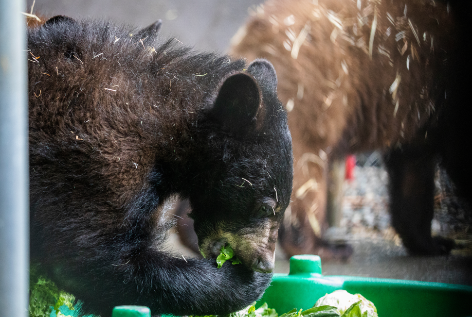 Wildlife Rehabilitation; Black Bear